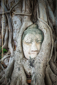 泰国大城府摩诃那寺佛祖树根菩萨头在树根大城府泰国图片