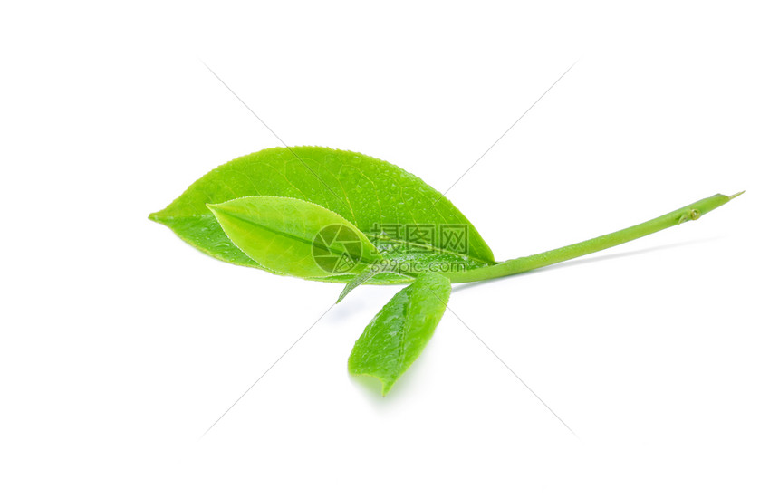 绿色茶叶白底带有水滴