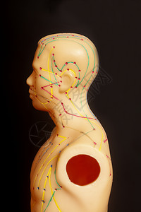 人体的医学针切模型图片