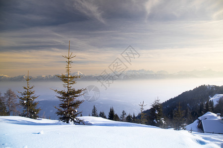 美丽的冬季风景日落雪覆盖树木图片