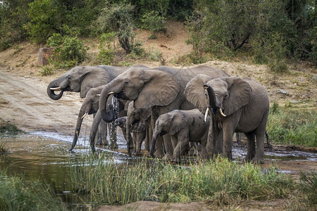 在非洲南部的Kruge公园的水坑中饮用非洲灌木大象家族的SpeiLoxdntafricn家庭图片