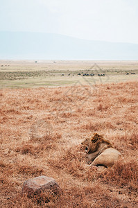 躺在草原上位于Ngorncnsevation地区的金草上背景