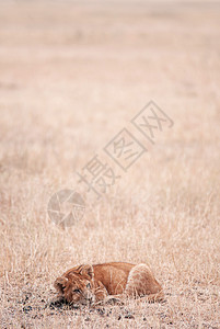 年轻的狮子和平地躺在沙雷贝盖蒂热带草原森林的金地上坦扎尼亚非洲野生动物图片