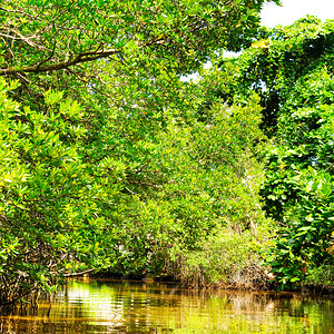 斯里兰卡红树林红树林在湖中的反射概念是旅行背景