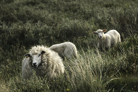 北白羊及其羔在锡尔特岛北海德意志河飞羊养殖场通过马拉姆草和绿苔丘放牧图片