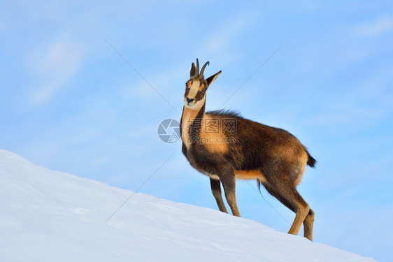 西班牙公园picosdeuropa山峰上的雪积中黑白图片