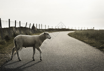 白羊在锡尔特岛北海德意志河沿岸的一条公路上穿过白羊可爱的羔在街上行走一只幼羊在乡村公路上行走一只羊在北部图片