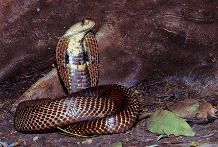普通显眼镜蛇展示经典的nakechrm防御姿势有毒nasrpumhstind图片