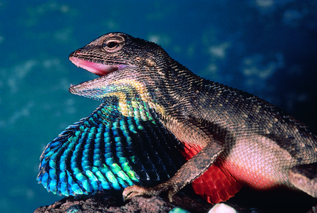这个物种的雄在交配季节表现出明亮的颜色图片