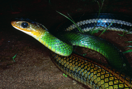 绿色的老鼠蛇没有毒气很少图片