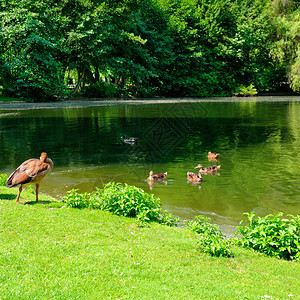 家鸭和鹅在池塘游泳夏天公园图片