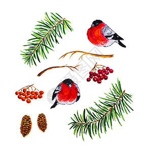 白色背景上隔绝的松果和圣诞节冬季装饰元素图片