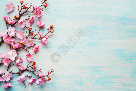 涂漆蓝板的抽象春季背景花樱枝的分支覆盖着粉红花图片