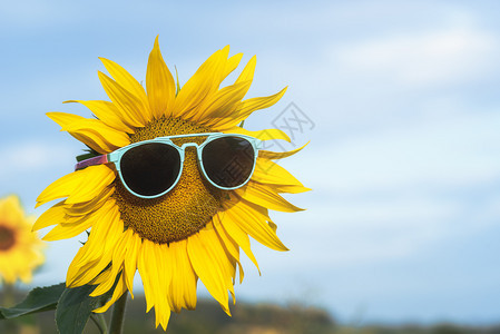 阳光明媚的夏日阳光明媚的夏天概念暑假背景阳光明媚的向日葵花图片
