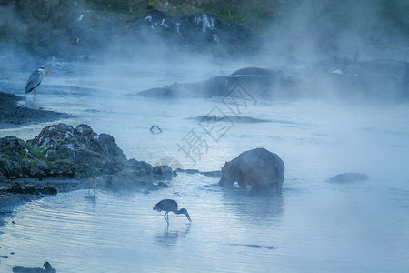 北波达米的河马两栖动物家庭图片