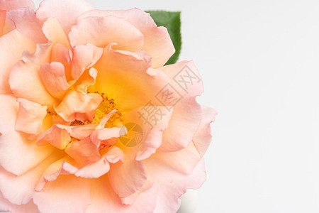 鲜粉红玫瑰花有爱情概念图片