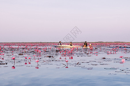 2019年月3日jan13udonthailnd粉色莲花水百合在晨光下全盛开纯洁而美丽的红色莲花湖或海图片