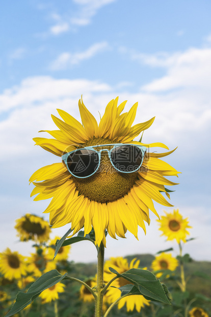 盛开的日葵花朵有太阳眼镜在向日葵田里阳光灿烂的夏日热度概念快乐的暑假黄花户外图片