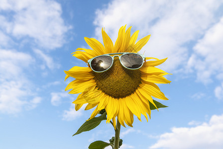 蓝色的夏日天空单朵黄色的花墨镜暑假快乐的可爱日葵图片