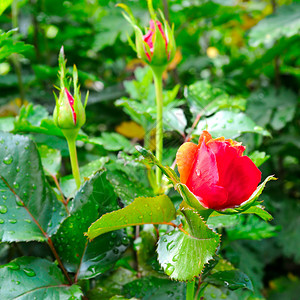 美丽的玫瑰背景绿色叶子在夏季花园图片