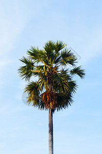 一片孤立的热带甘糖棕榈树图片