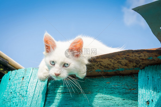 可爱的白小猫蓝眼睛土豆安哥拉享受夏天的一图片