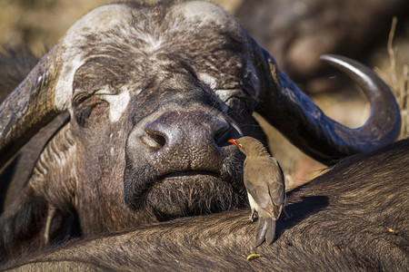非洲水牛和在南部Kruge公园的红嘴牛图片