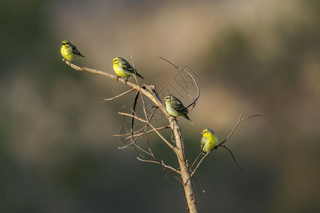 非洲南部Kruge公园的黄雀图片