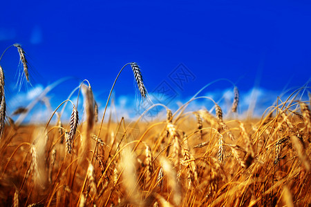小麦田金之耳朵关闭美丽的自然日落景观阳光照耀下的农村景象草地小麦田成熟耳朵的背景丰厚收获概念丰富的收获概念草地成熟耳朵的背景草地图片