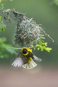非洲南部的Kruge公园的织巢鸟图片