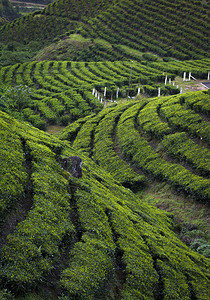茶叶种植穆纳尔卡拉因迪亚图片