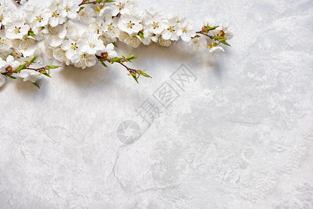 大理石表面的抽象温柔春季背景有几朵花樱枝上面有白复制空间图片