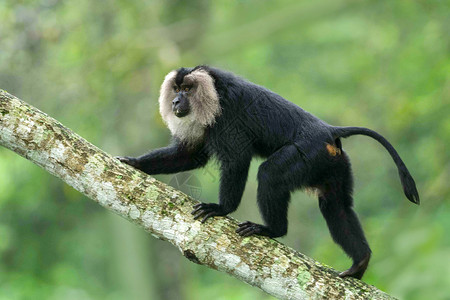 猴子尾巴尾马卡克西莱努斯濒危人口减少西毛帽印地亚背景