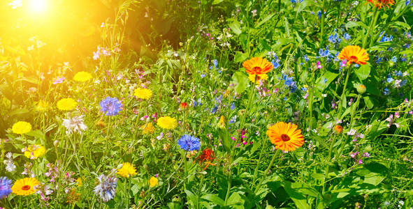 野生鲜花和太阳的背景宽幅照片图片