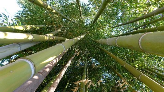 竹林天然绿色背景图片