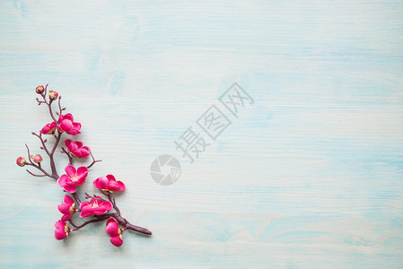 涂漆蓝板的春季背景花樱枝的分支以粉红花为边框图片