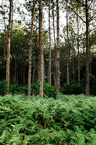 杜海涛壁纸植物学生活高清图片