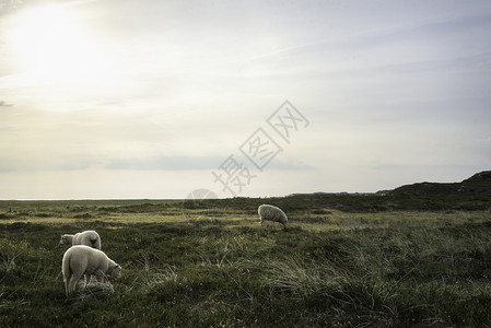北绵羊和羔在牧场上放锡尔特岛北海德军绵羊在自然保护区由游荡图片