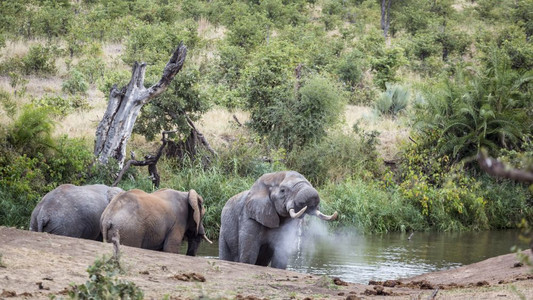 非洲灌木大象在南部的Kruge公园放水非洲大象的Africanloxdntafricn家庭图片