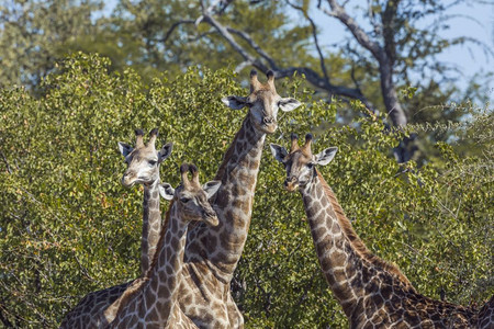 在非洲南部的Kruge公园4个长颈鹿肖像非洲南部的Kruge公园图片