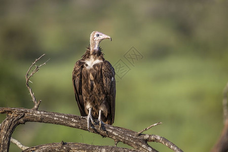 在非洲南部的肉垂秃鹫图片