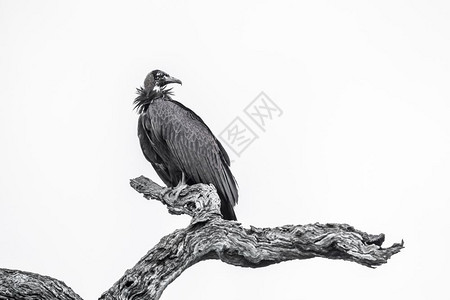 在非洲南部的Kruge公园被黑白孤立非洲南部的Kruge公园被蒙上头罩的秃鹫幼崽非洲南部的Kruge公园被蒙上面罩的秃鹫图片