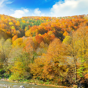 阳光明媚的一天林中树苗茂密秋天风景美图片