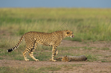 非洲母亲和婴儿豹马赛拉预备队图片