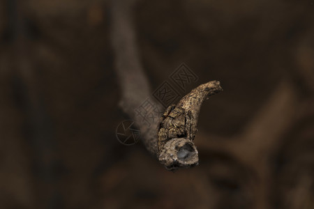 树桩蜘蛛花柱羊膜松马哈拉施特印地安群岛图片