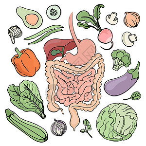 人类食物和消化系统插画图片