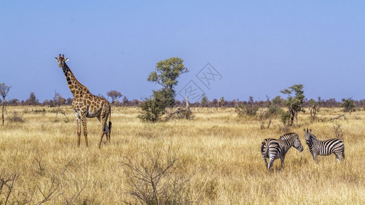 非洲南部Kruge公园干草原景色中的长颈鹿和平原斑马非洲南部Kruge公园中的长颈鹿和平原斑马氏族非洲南部Kruge公园中的长颈图片