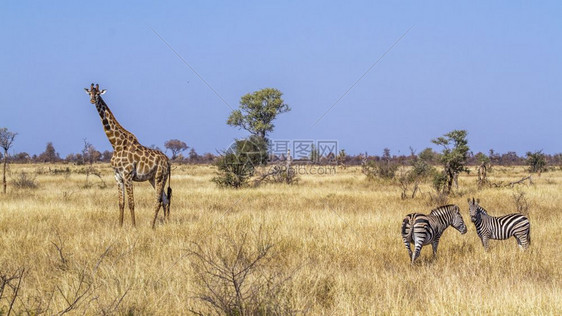 非洲南部Kruge公园干草原景色中的长颈鹿和平原斑马非洲南部Kruge公园中的长颈鹿和平原斑马氏族非洲南部Kruge公园中的长颈图片