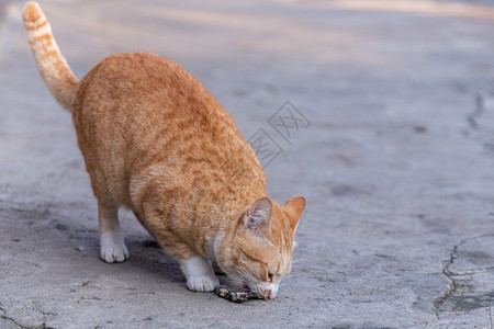 可爱的泰式橘猫图片