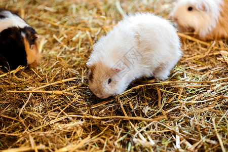 干草里的小白猪可爱红白豚在家里的小宠物选择焦点可爱红白豚猪干草里的小宠物图片